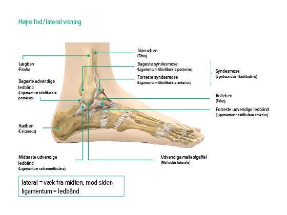 Ankelled, set lateralt Ankelled, set lateralt