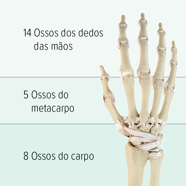 Aufbau der Handknochen Man sieht eine grafische Abbildung der Knochen einer Hand: sie besteht im oberen Abschnitt aus 14 Fingerhandknochen, die Mittelhand besteht aus 5 Mittelhandknochen, im unteren Teil befinden sich 8 Handwurzelknochen