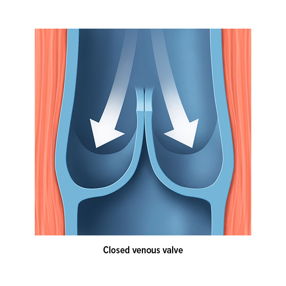 function-of-venous-valves-vrogue-co