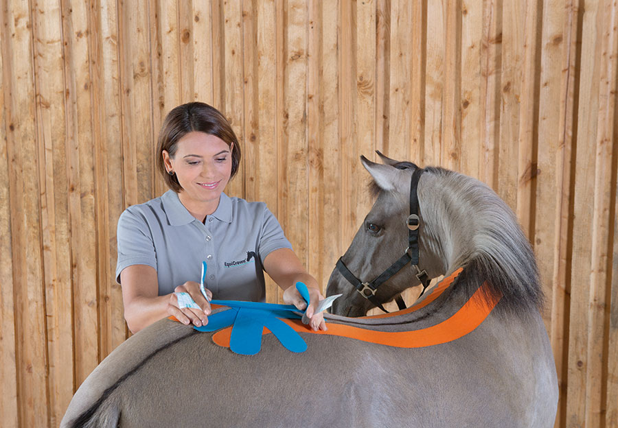 Pferd mit Lymphtapes Pferd mit Lymphtapes