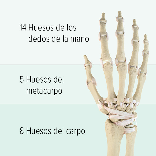 Se ve una representación gráfica de los huesos de una mano: la parte superior está formada por 14 huesos de los dedos, el metacarpo está formado por 5 huesos metacarpianos y en la parte inferior hay 8 huesos del carpo.