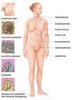 Das Lymphsystem des Menschen im Überblick