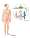 O sistema linfático humano