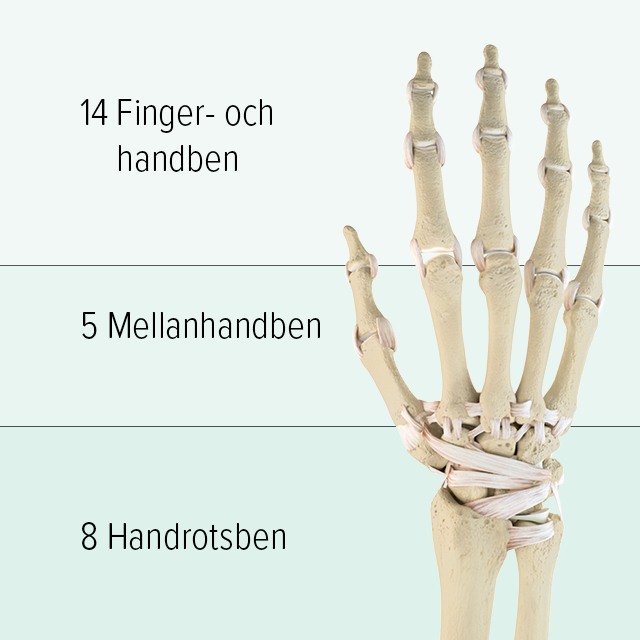 Handbenens uppbyggnad Man ser en grafisk illustration av benen i en hand: den övre delen består av 14 fingerben, mellanhanden består av 5 mellanhandben och i den nedre delen finns 8 handledsben