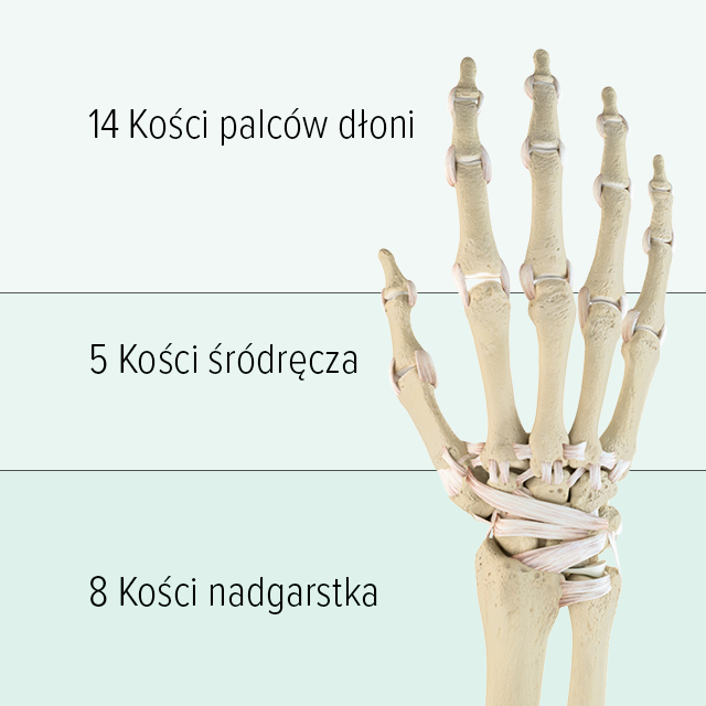 Budowa kości dłoni Widoczny jest schematyczny rysunek kości dłoni: w górnej części składa się ona z 14 kości palców, śródręcze składa się z 5 kości śródręcza, a w dolnej części znajduje się 8 kości nadgarstka