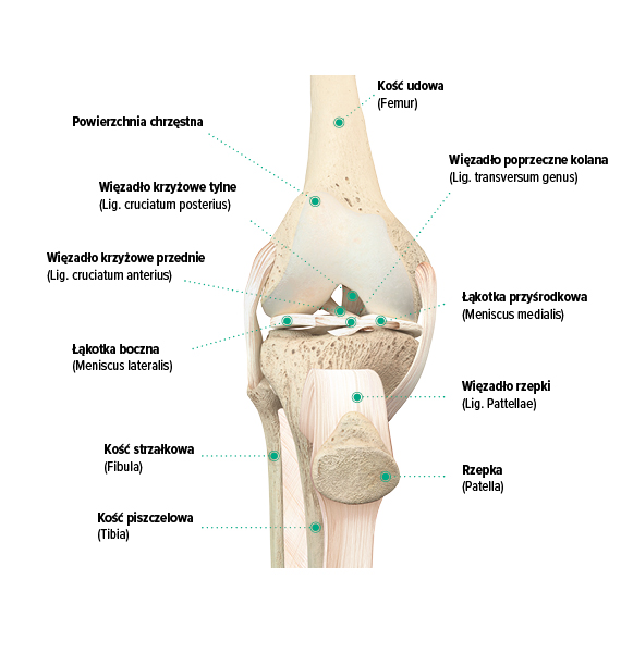 Budowa kolana, widok od przodu Budowa kolana, widok od przodu