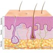 Image of layers of the skin