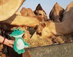 Julius bei den Kamelen