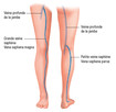 Le système veineux de la jambe